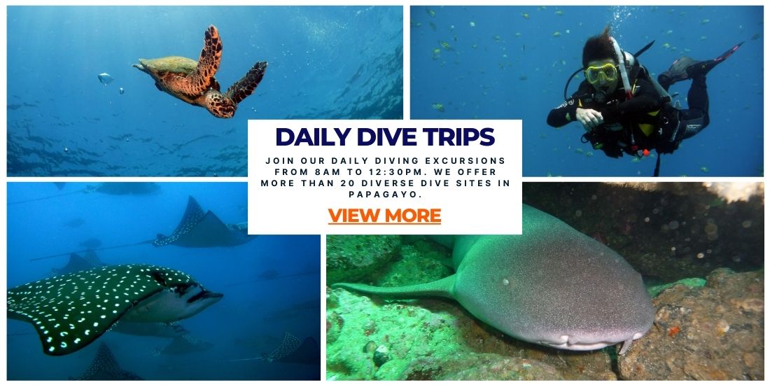 SCUBA DIVING IN COSTA RICA - Deep Blue Diving